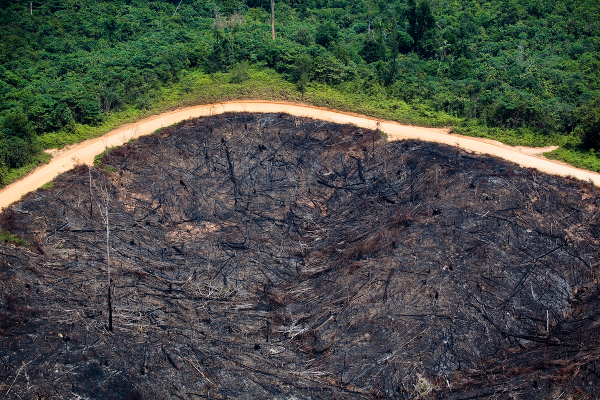 Grande campo desmatado em Sumatra © Daniel Beltrá