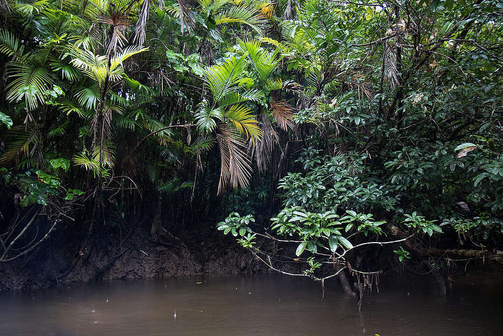 Mangue na Guiana Francesa