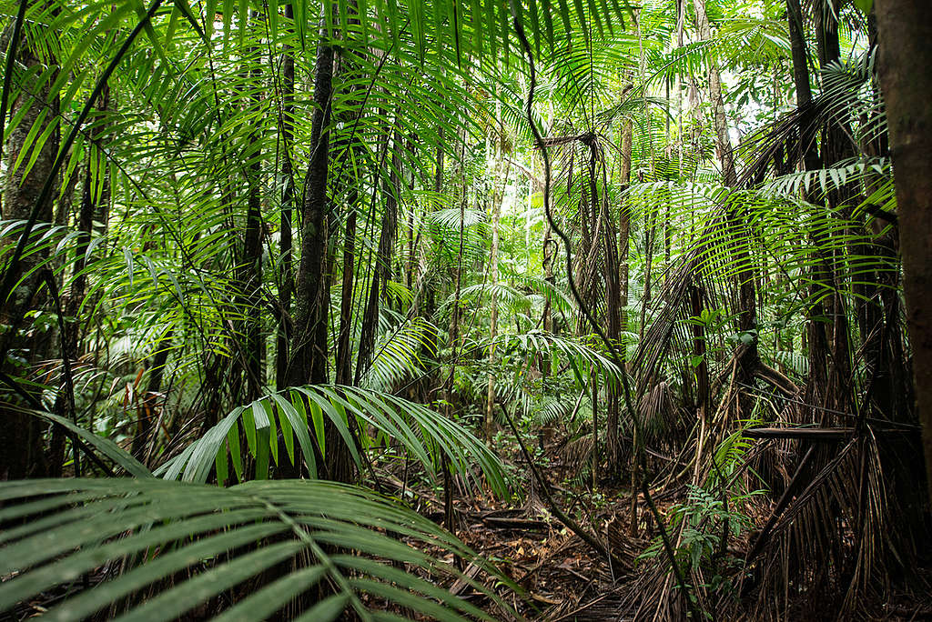 Floresta amazônica próximo ao rio Tapajós © Valdemir Cunha