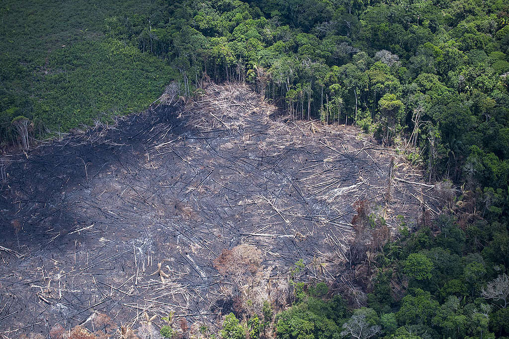 Desmatamento na Amazônia cresce 13,7%, o maior dos últimos 10 anos ...