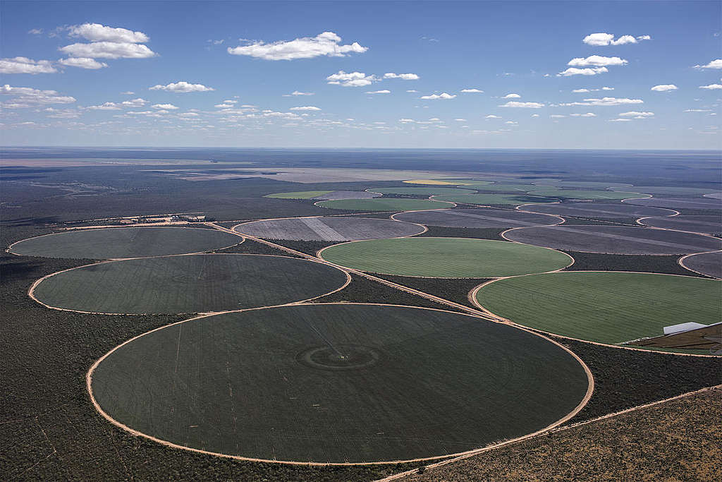 Esse modelo extremamente predatório vem acelerando o desmatamento no Cerrado, um dos biomas mais ameaçados do Brasil e extremamente importante para o abastecimento de aquíferos em toda a América Latina.