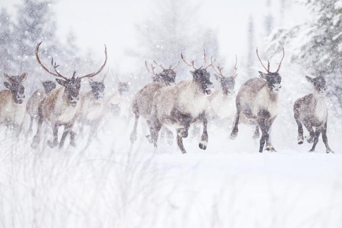 Um grupo de caribus sobre a neve