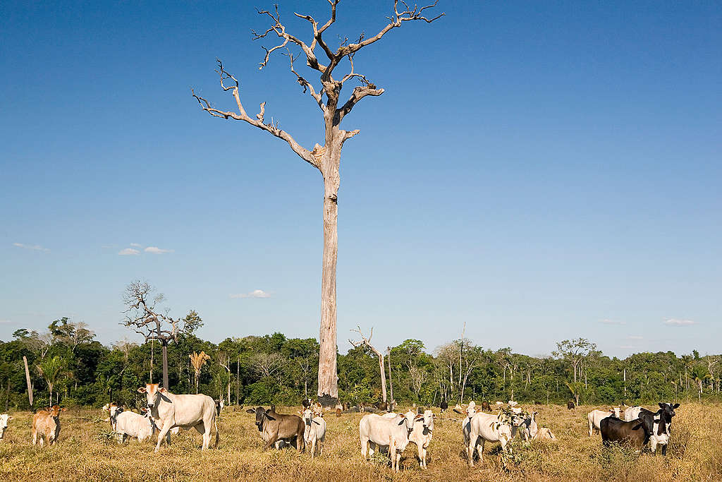 Criação de gado em área desmatada no Mato Grosso. A atividade pecuária ainda é uma das maiores causadoras de desmatamento na Amazônia brasileira