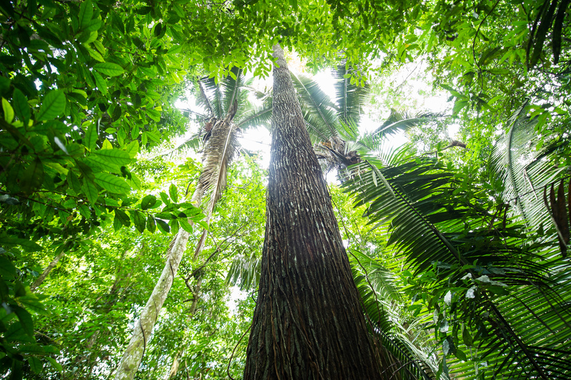 Floresta prÃ³xima ao Rio TapajÃ³s, na regiÃ£o da Terra IndÃ­gena SawrÃ© Muybu, do povo Munduruku, no ParÃ¡.