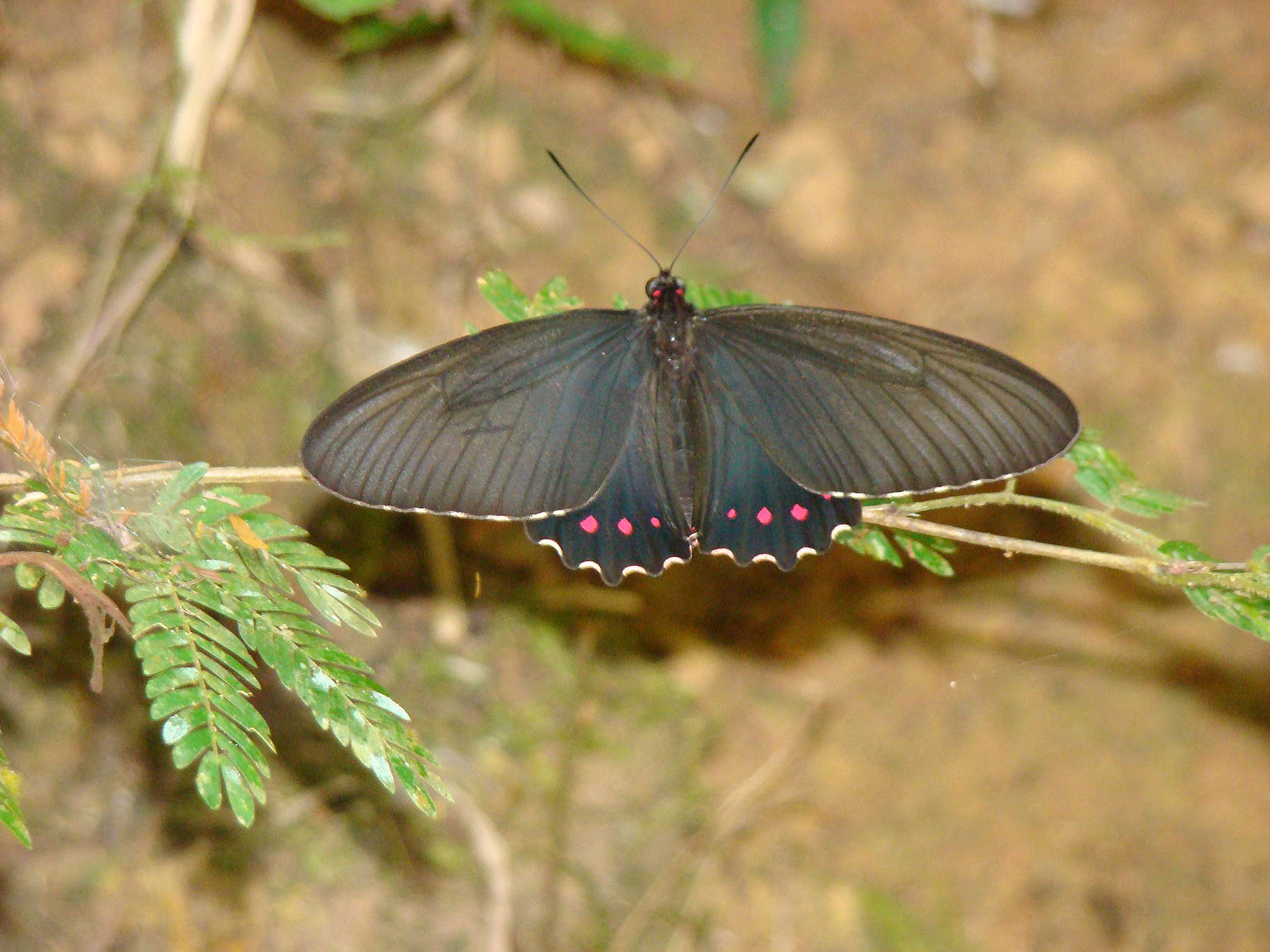 A Parides burchellanus é uma espécie de borboleta endêmica do Cerrado e criticamente ameaçada de extinção. Além da região de Brumadinho, só existe em outros dois lugares no Brasil