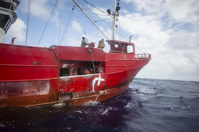 Navio de pesca tira tubarão do mar