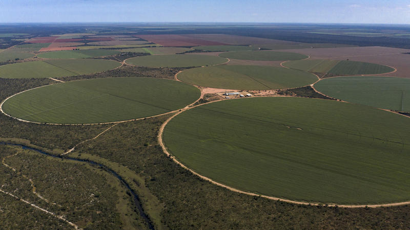 A monocultura de soja no Cerrado está acabando com a biodiversidade da região e ameaçando a sobrevivência de comunidades tradicionais.