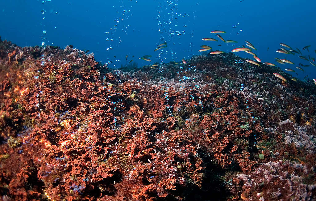 Hydrothermal Vents - Azores Deep Sea Life. © Greenpeace / Gavin Newman