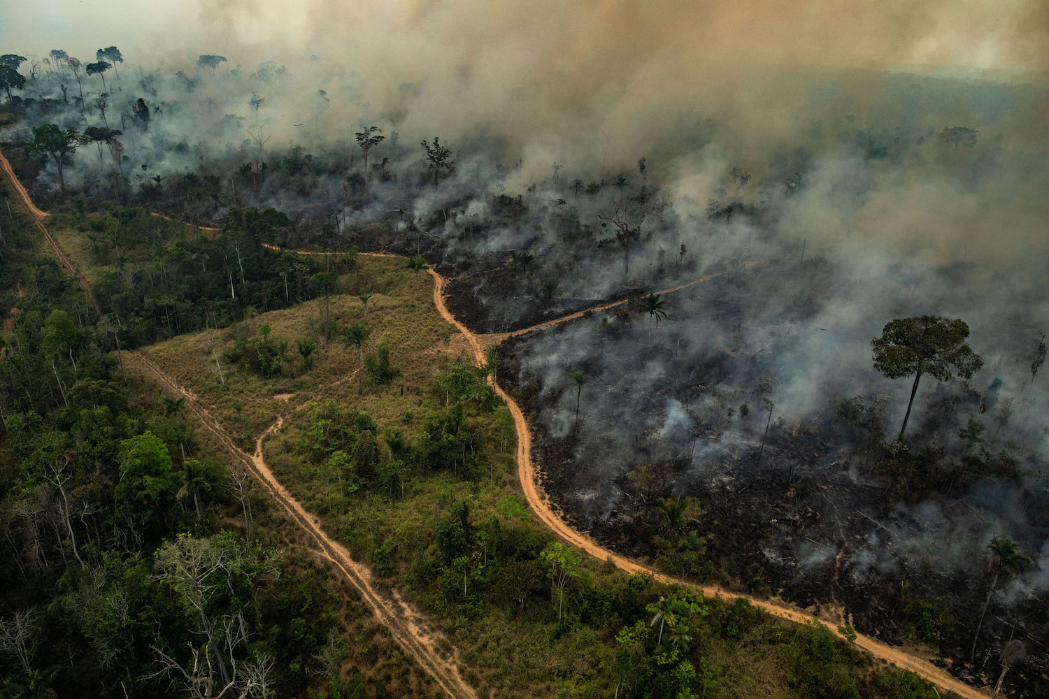 Resultado de imagem para amazÃ´nia