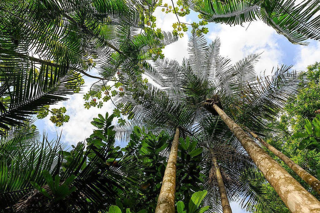 Bailique Community Harvesting Acai in Rainforest in Amapá. © Diego Baravelli / Greenpeace