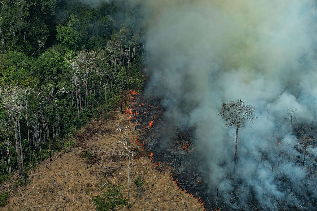 Amazônia pega fogo com queimadas criminosas