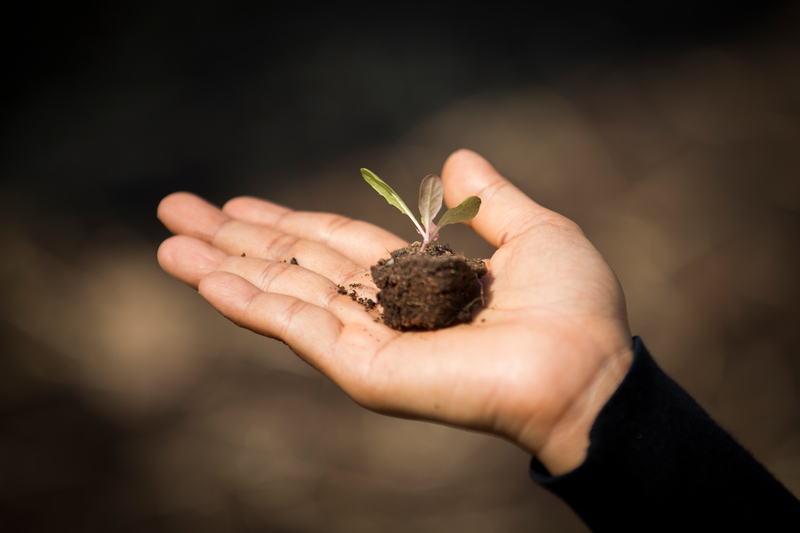 mão segura uma muda de planta