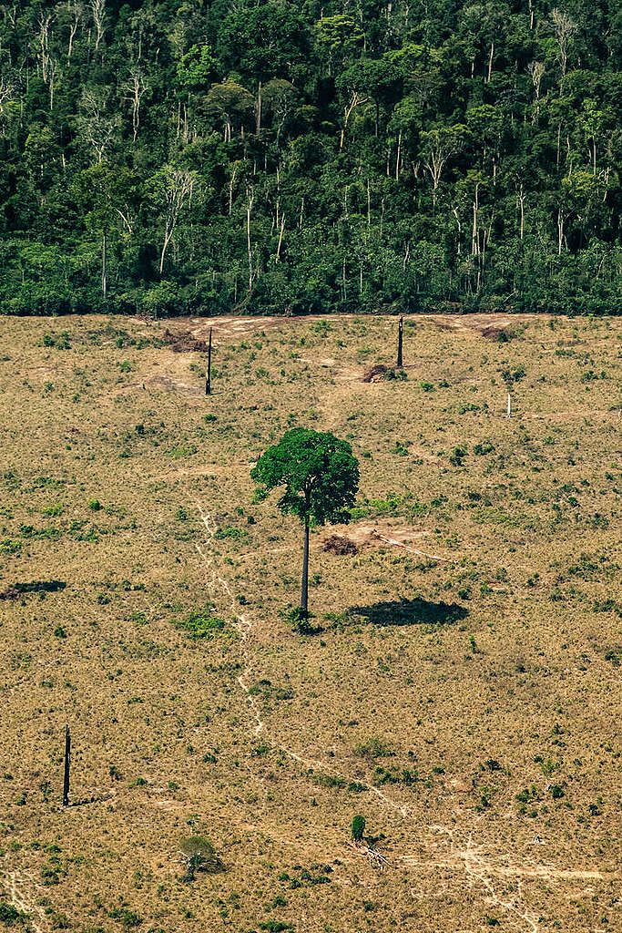 desmatamento na Amazônia