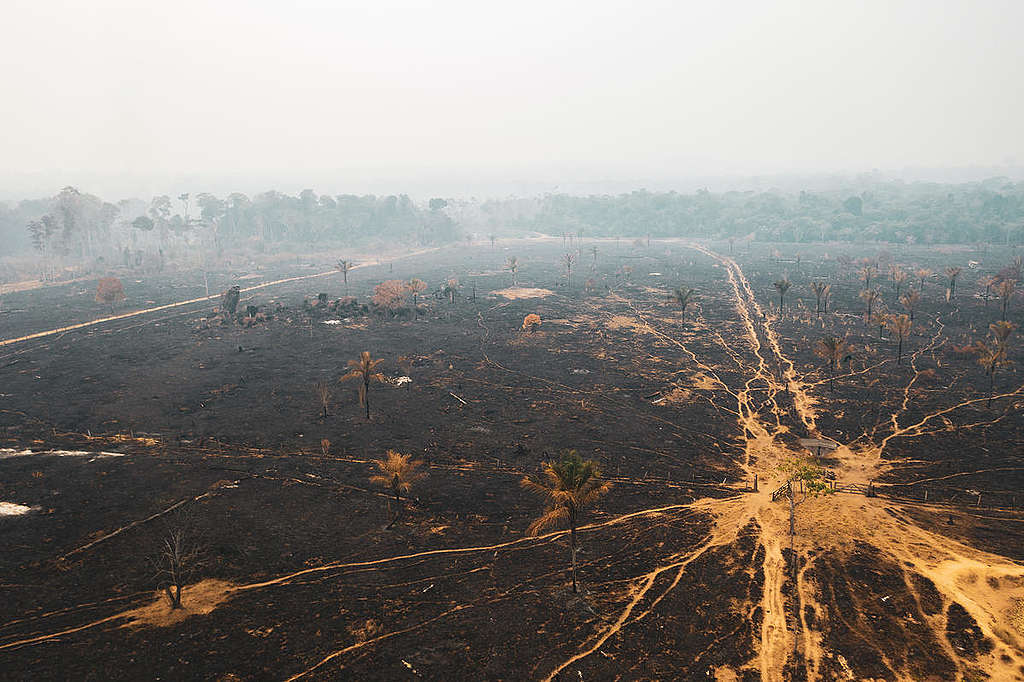 Forest Fires in the Amazon, Rondônia state, Brazil, (2019). © Fernanda Ligabue / Greenpeace