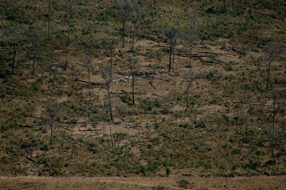 One Year After “Fire Day” in the Amazon in Brazil. © Christian Braga / Greenpeace