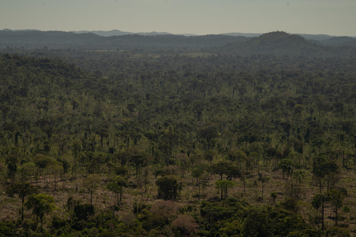 Um Ano Após o “Dia do Fogo” na Amazônia. © Christian Braga / Greenpeace