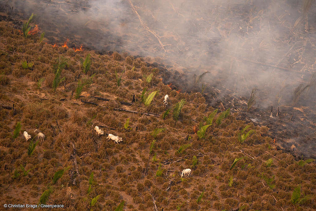 Imagem mostra área desmatada e recentemente queimada, ocupada por gado