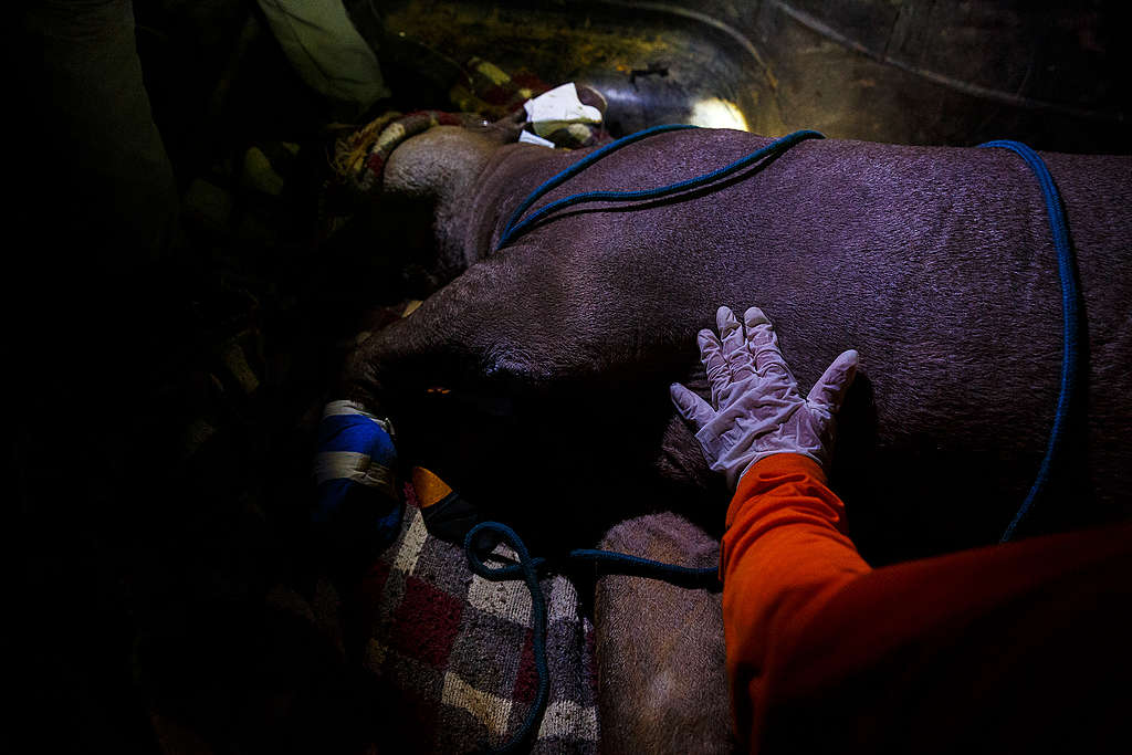 Anta recebe atendimento de veterinários voluntários, Mato Grosso, setembro de 2020