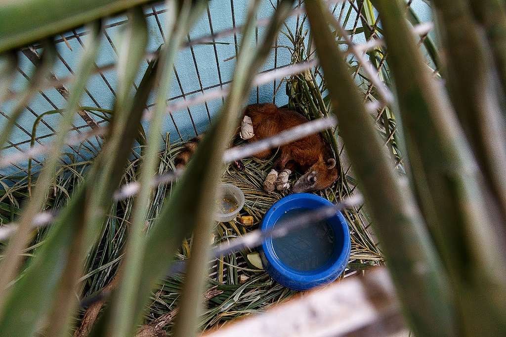 Quati resgatado com as patas queimadas recebe tratamento no Posto de Atendimento Emergencial a Animais Silvestres do Pantanal (PAEAS Pantanal) 