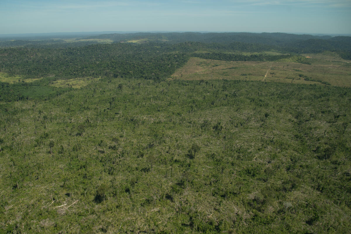 Desmatamento de 1.700 Hectares na APA Jamanxim na Amazônia. © Christian Braga / Greenpeace