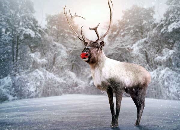 Picture Of Rudolph 4