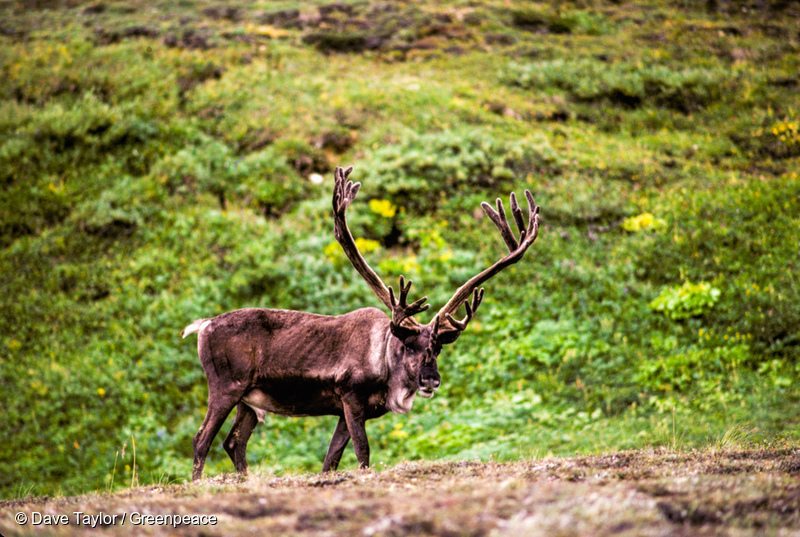 8 Facts About Canada S Boreal Forest