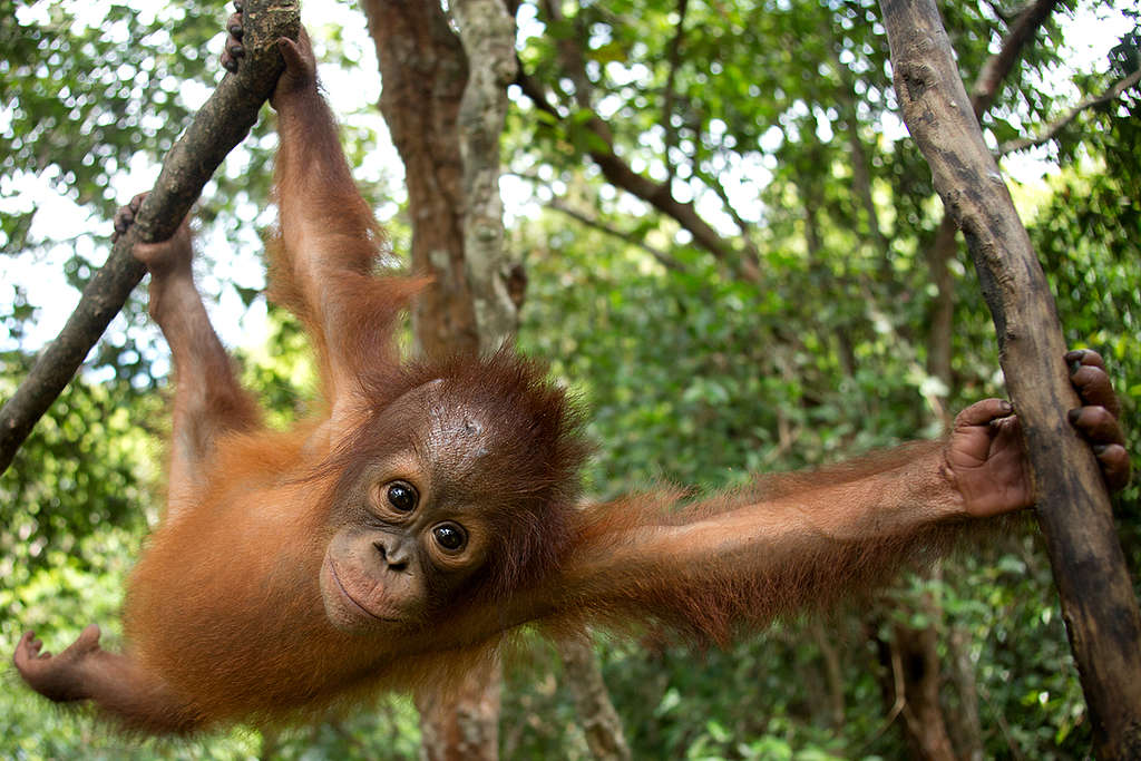 Oreo maker linked to destruction of orangutan habitat in Indonesia