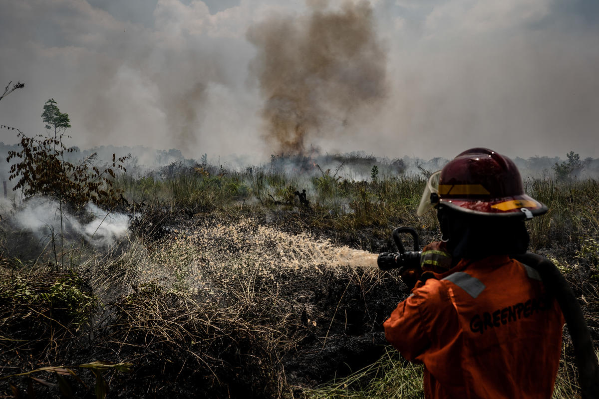 Forest Fires in Central Kalimantan. © Ulet Ifansasti / Greenpeace