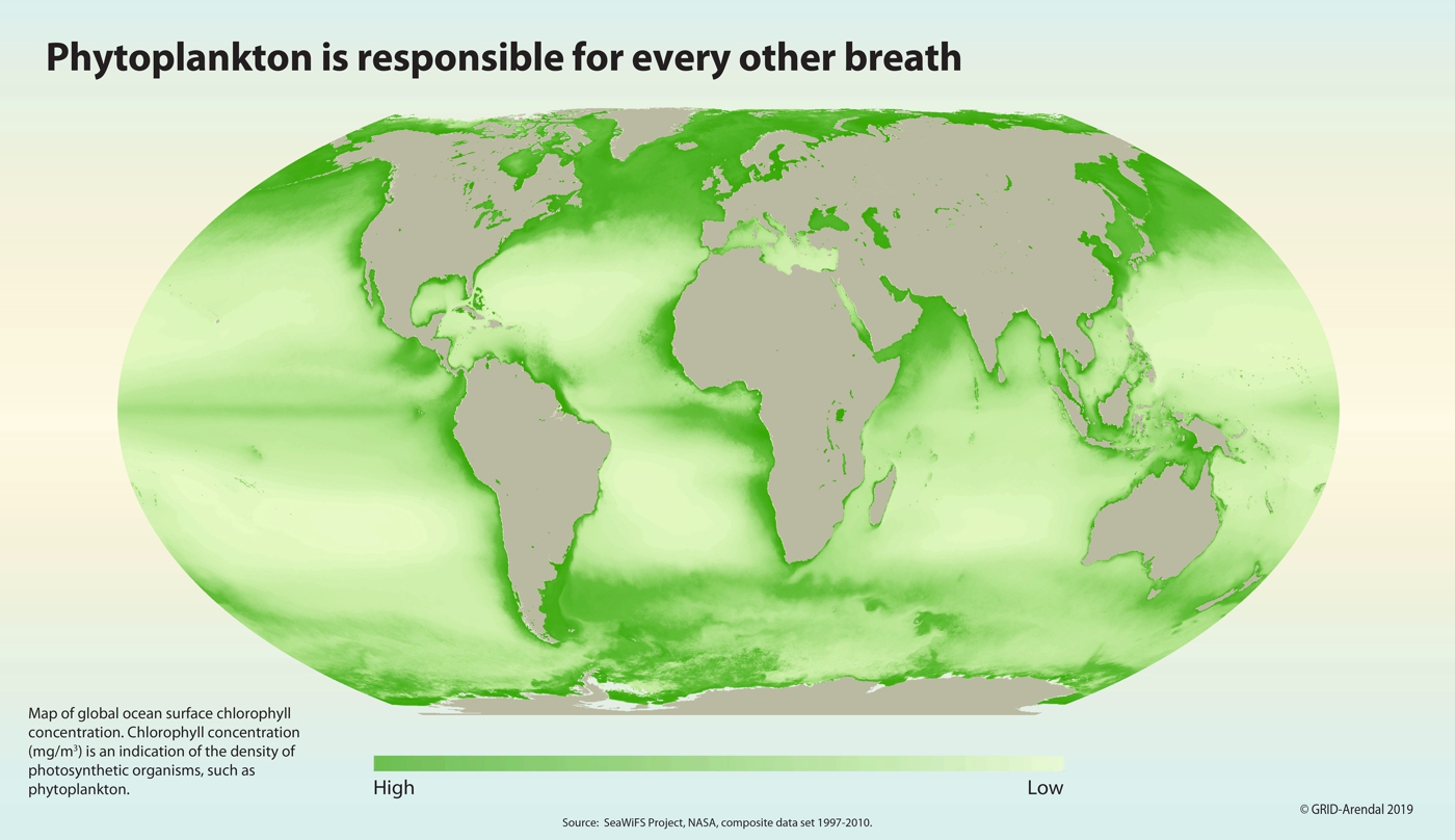 經濟學家減碳殺手鐧 每條鯨魚可存封33噸碳 Greenpeace 綠色和平 香港