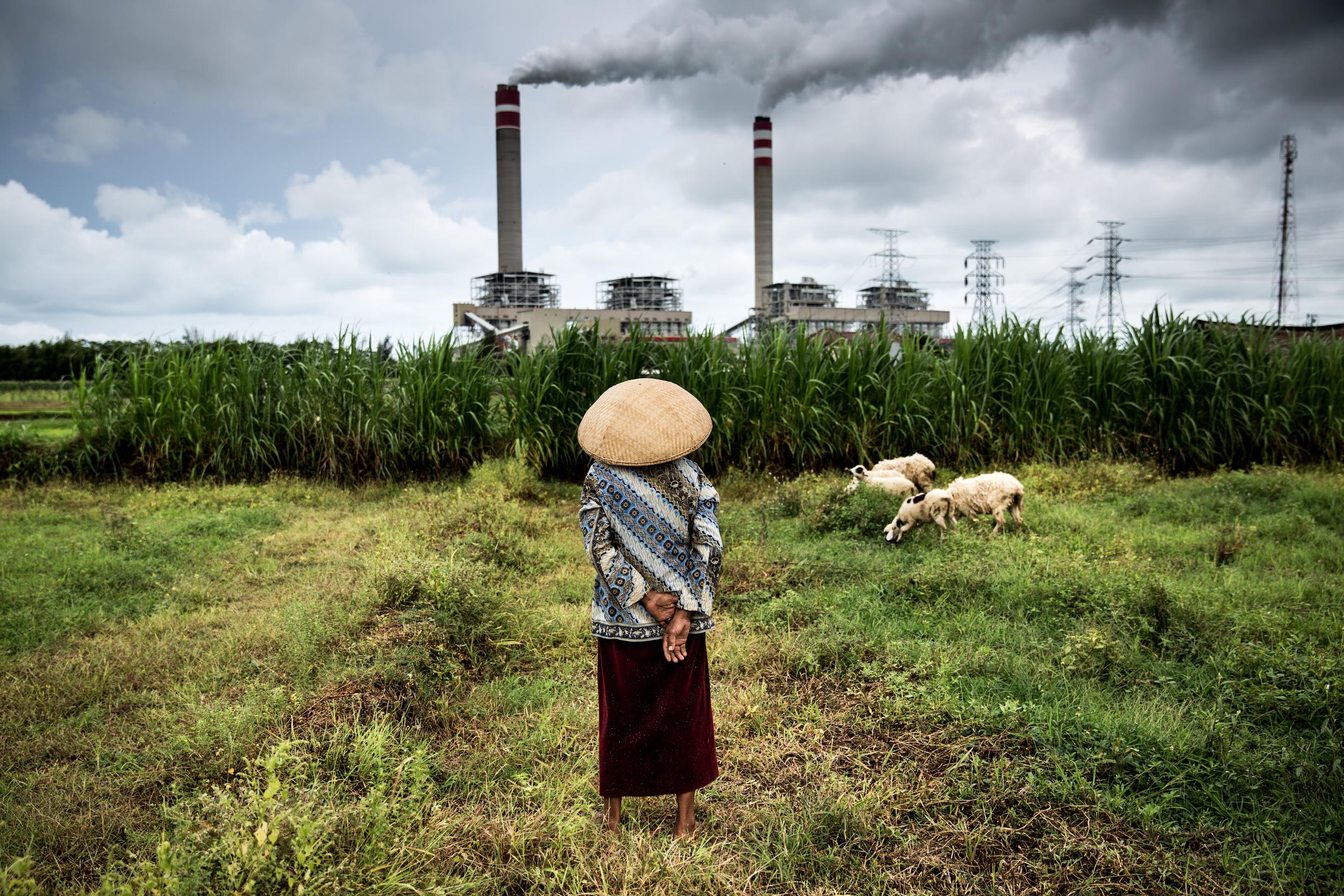 Herder and Sheep in Central Java