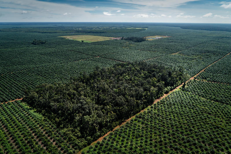 Hutan Seluas Dua Kali Lipat Ukuran Kota Paris Dihancurkan