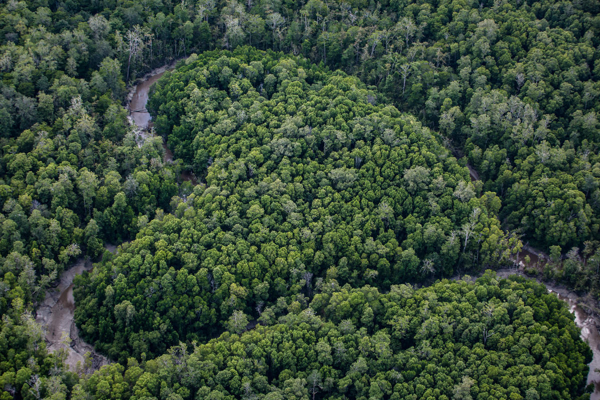 Harapan Bagi Hutan Melindungi Dan Memulihkan Greenpeace