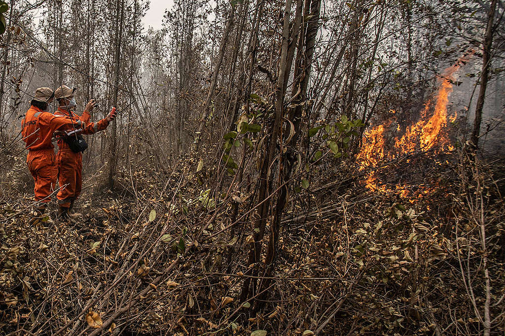 Forest Fires Investigation at PT GAL Concession in Central Kalimantan. © Jurnasyanto Sukarno / Greenpeace