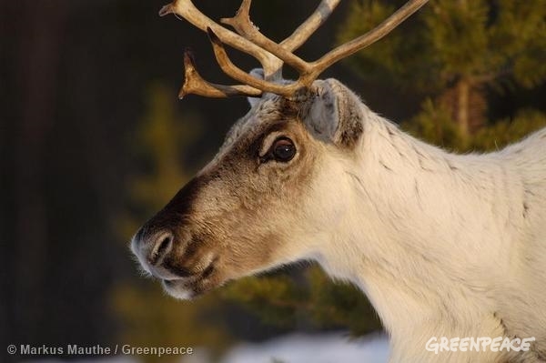 how are reindeer antlers similar to a human fingerprint