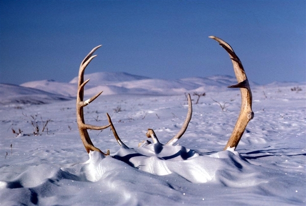 how are reindeer antlers similar to a human fingerprint