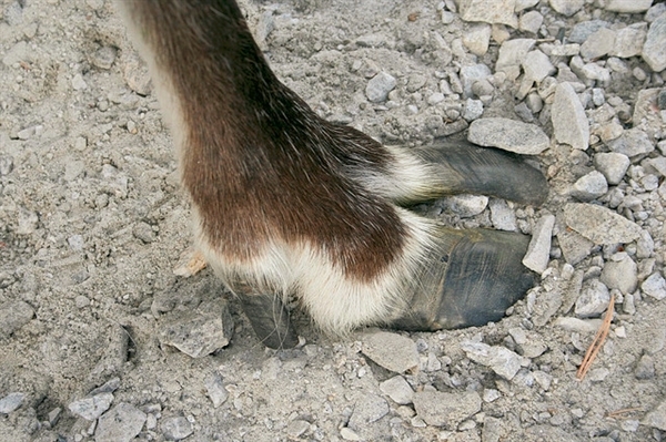 how are reindeer antlers similar to a human fingerprint