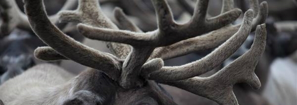 how are reindeer antlers similar to a human fingerprint