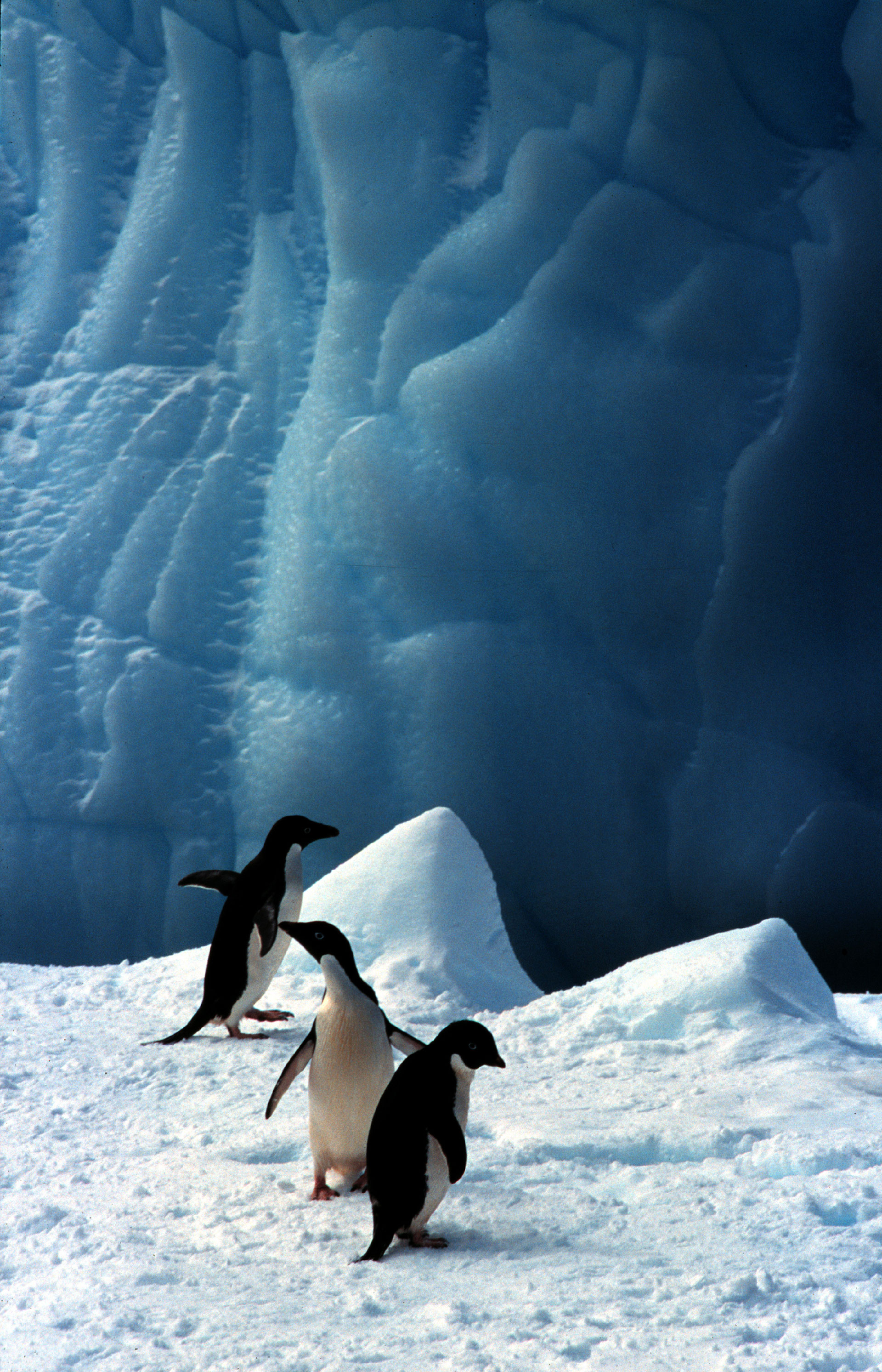 Adelie Penguins on Ice in Antarctica © Greenpeace / Roger Grace