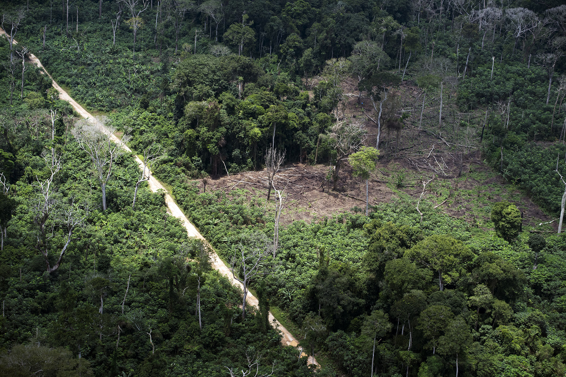 Can the pandemic sound the alarm on climate change? - Greenpeace International