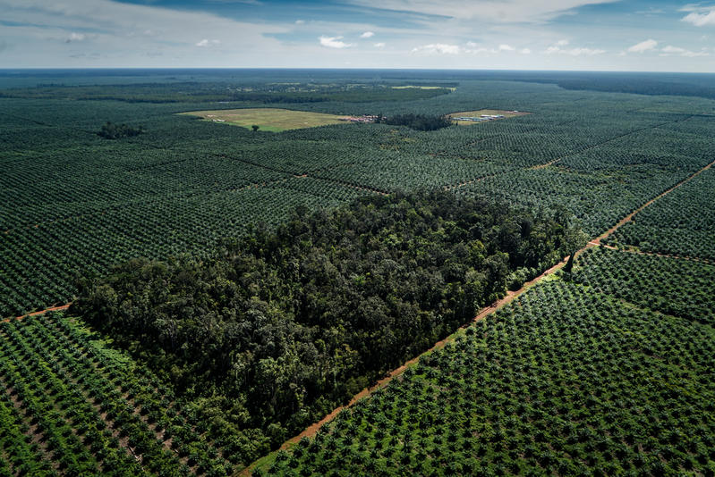 World s largest palm  oil  trader linked to rainforest  