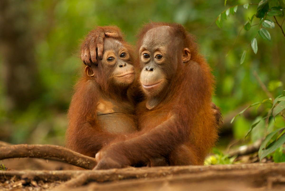 Young Orangutans hugging in Nyaru Menteng Orangutan reintroduction project near Palangka Raya, Central Kalimantan. © Markus Mauthe / Greenpeace