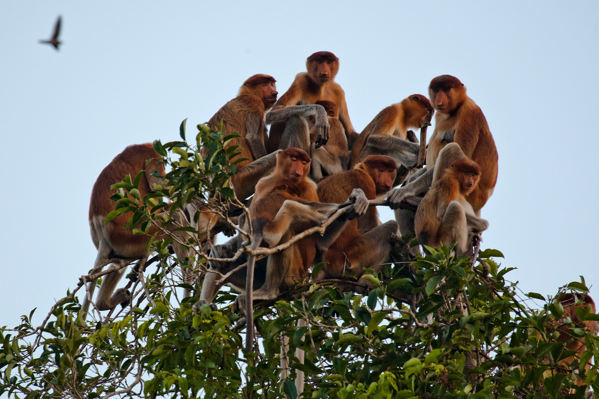 Proboscis monkeys (Nasalis larvatus) © Ulet Ifansasti / Greenpeace