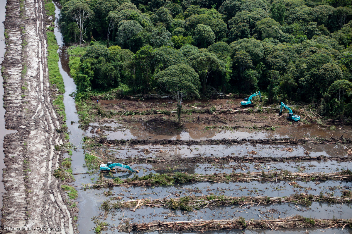 Deforestation for palm oil in Central Kalimantan © Kemal Jufri / Greenpeace