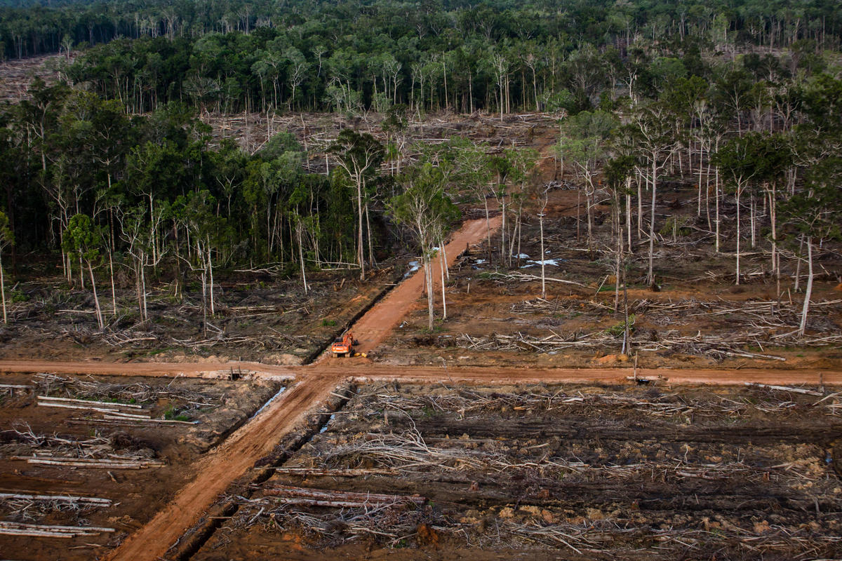 Documentation of land cover © Ulet Ifansasti / Greenpeace