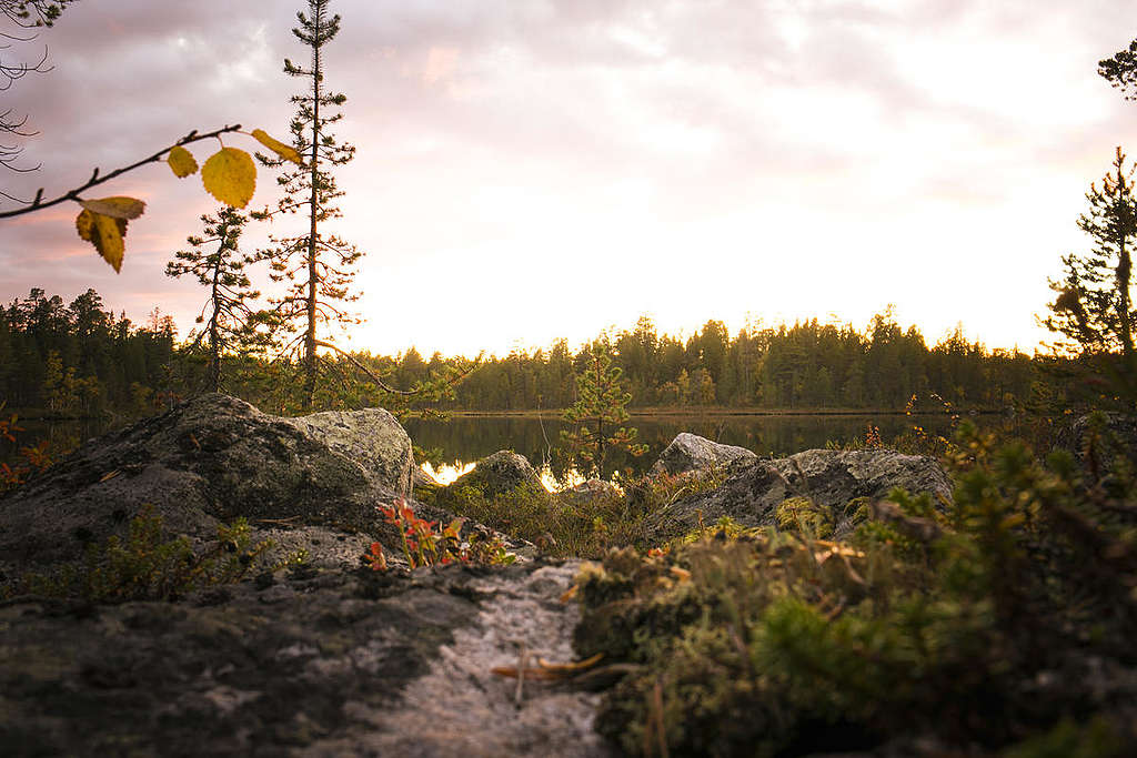 The beauty of the Great Northern Forest in Finland © Jonne Sippola / Greenpeace