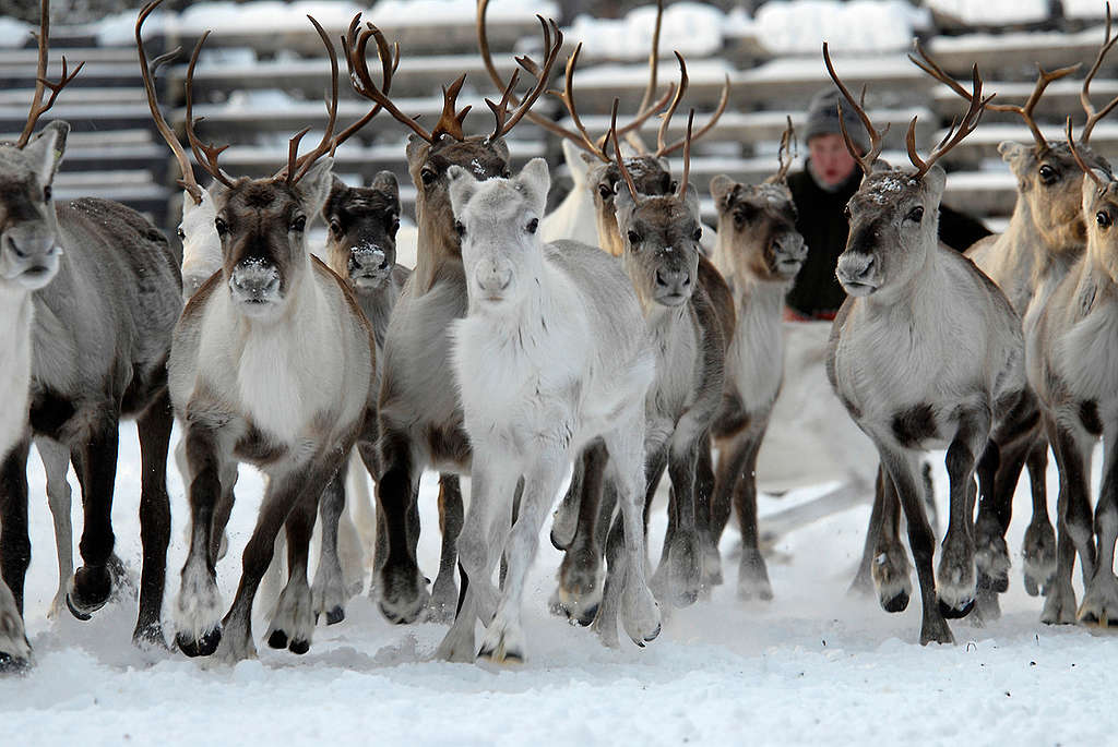 Reindeer herding in Finland © Markus Maulthe / Greenpeace