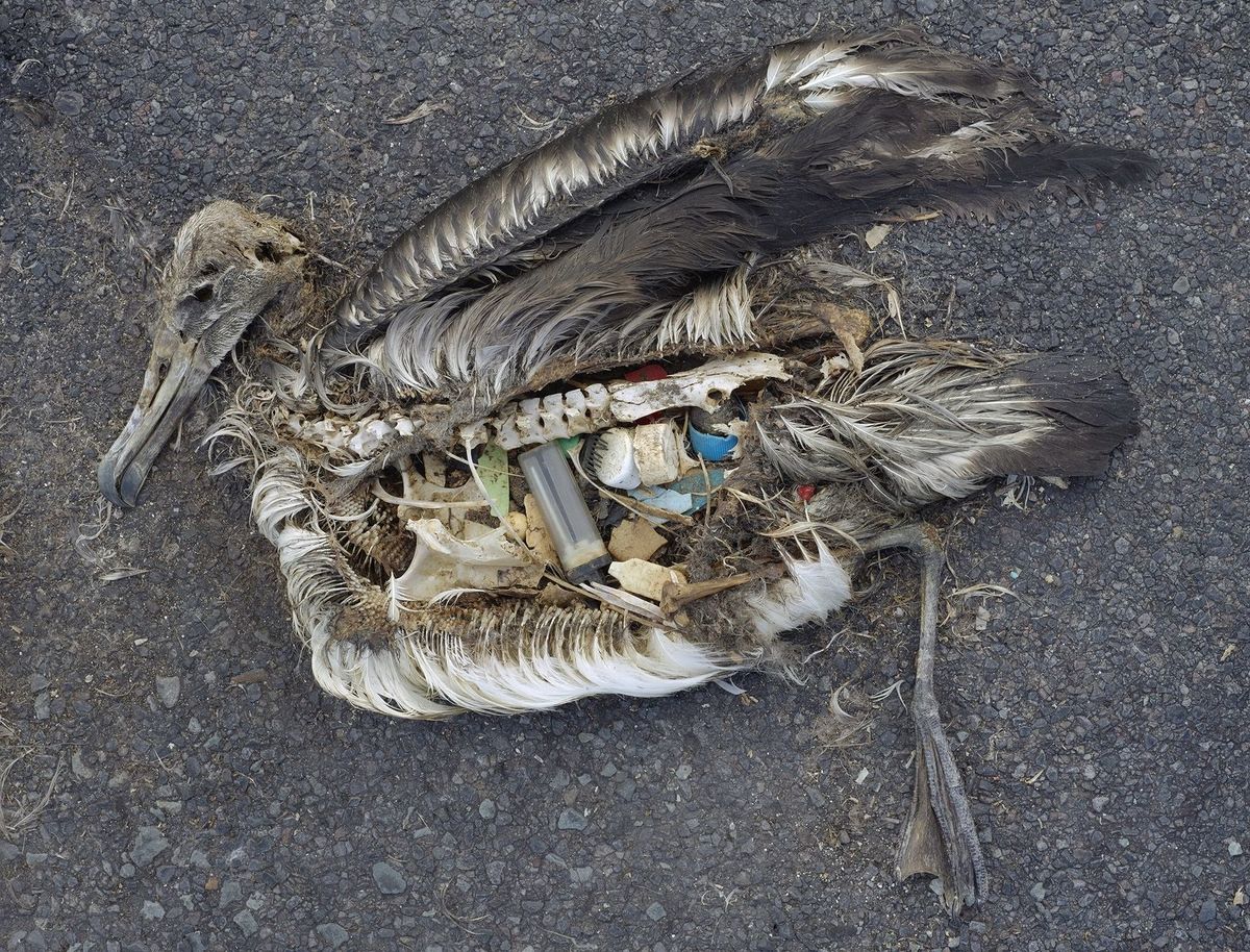 Stomach Contents of Dead Albatross © Chris Jordan / CC BY 2.0