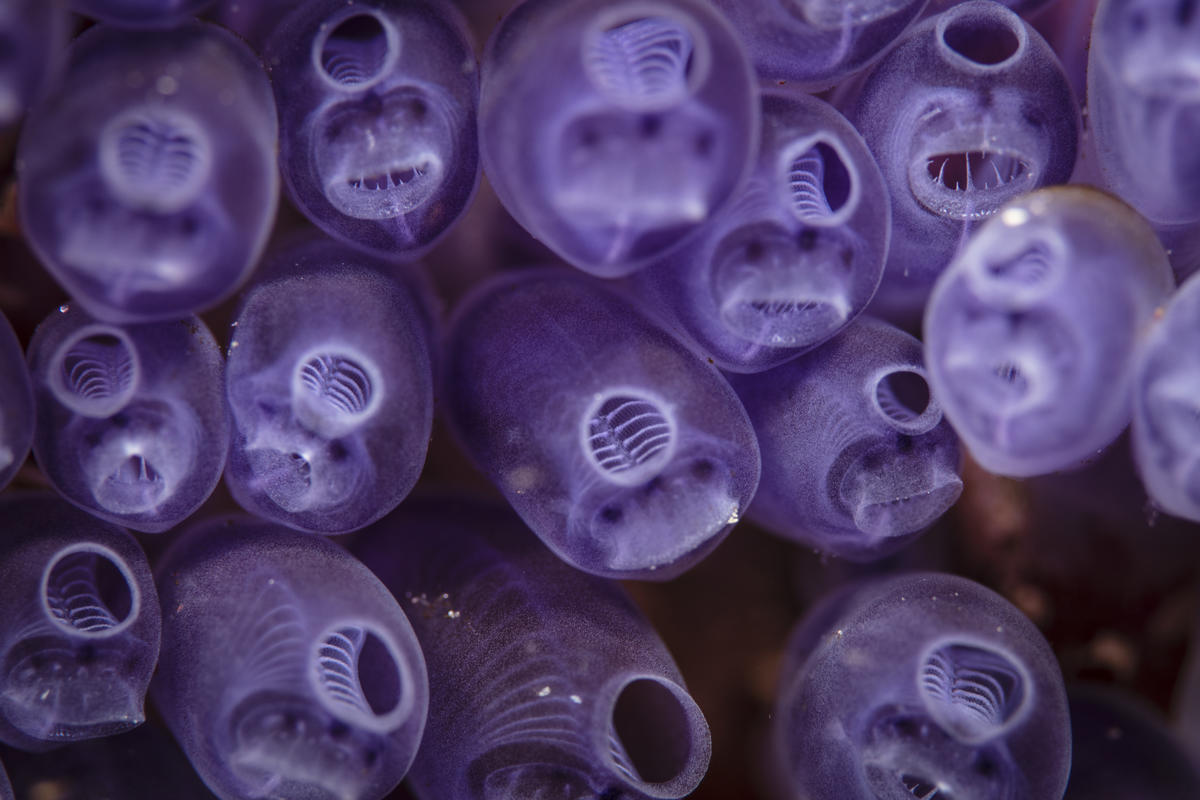 Bluebell tunicate in the Great Australian Bight.