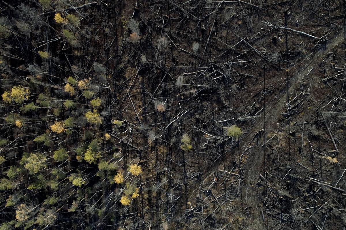 Boreal Wildfire Aftermath in Russia © Stephen Nugent / Greenpeace