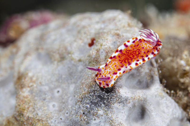 Clown nudibranch in the Great Australian Bight